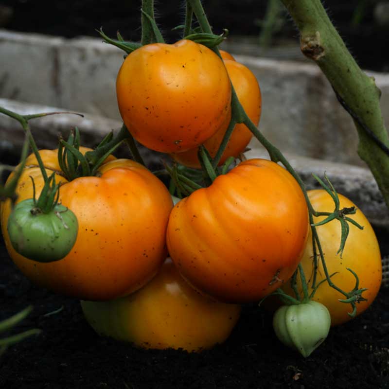Tomate 'Oxheart orange'