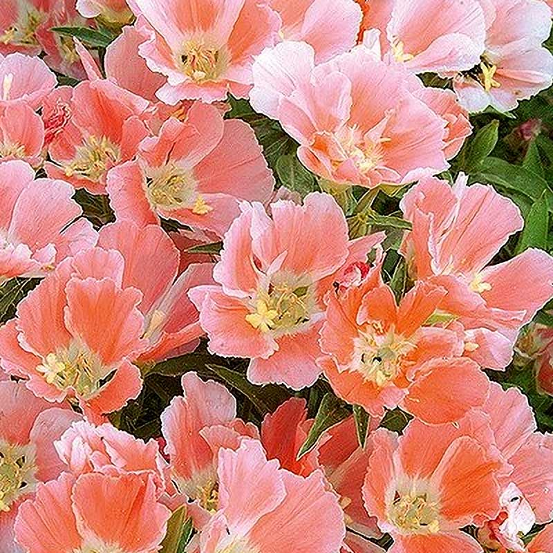 Atlasblume 'Salmon Princess'