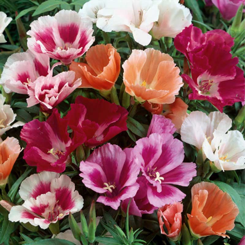 Seidenblume 'Monarch'