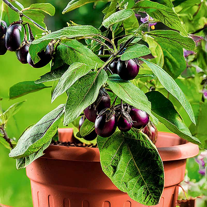 Aubergine 'Patio baby' h