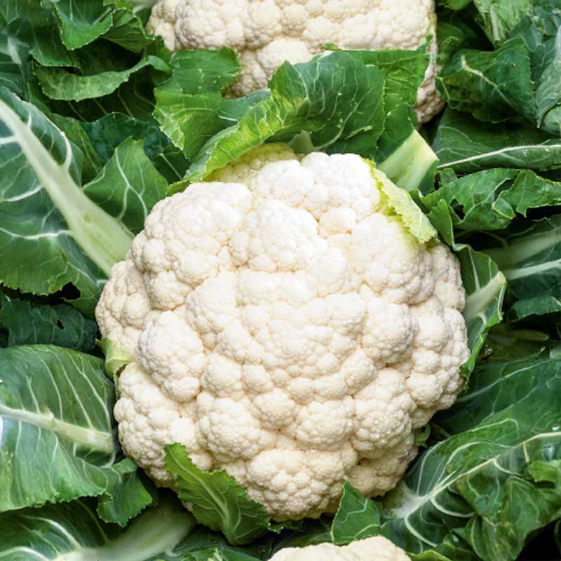 Blumenkohl 'Skywalker'