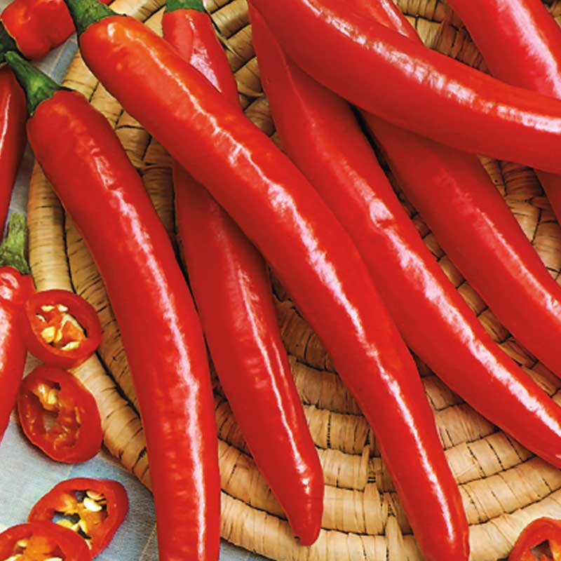 Chili 'Ardito' F1