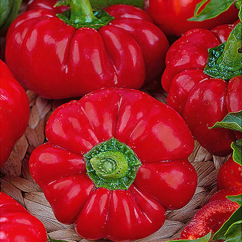 Paprika 'Rajen'