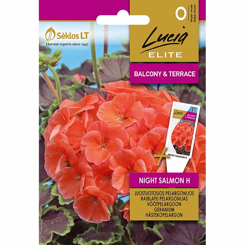 Geranium 'Night Salmon' H