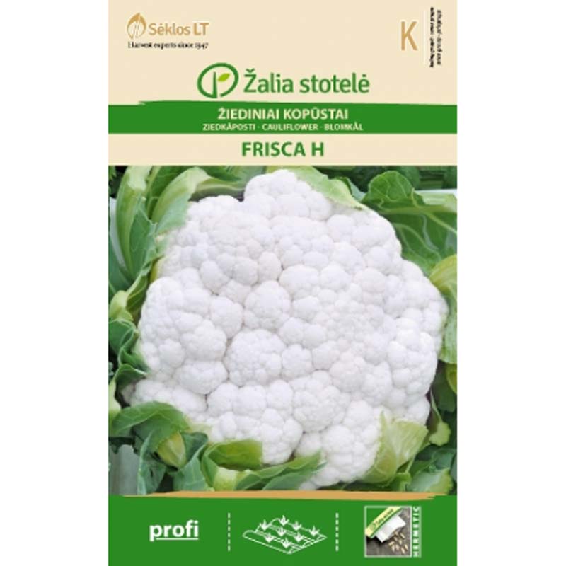 Blumenkohl 'Frisca' H