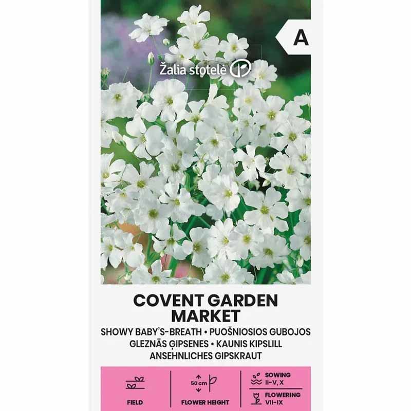 Schleierkraut 'Covent Garden Market'