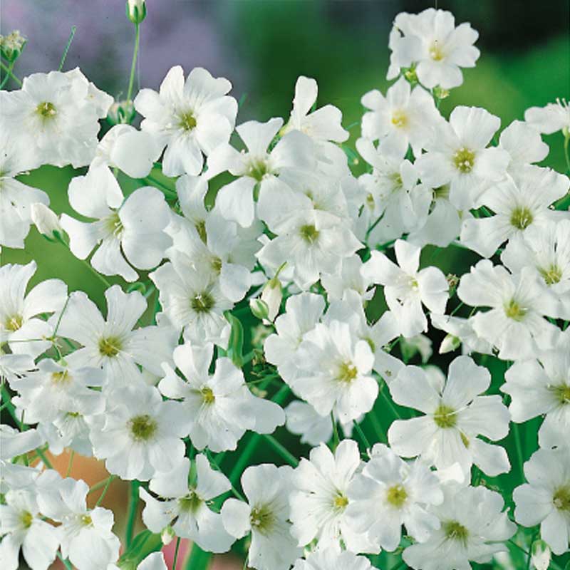 Schleierkraut 'Covent Garden Market'