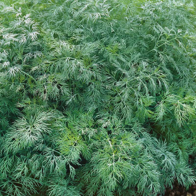 Dill 'Smaragd'