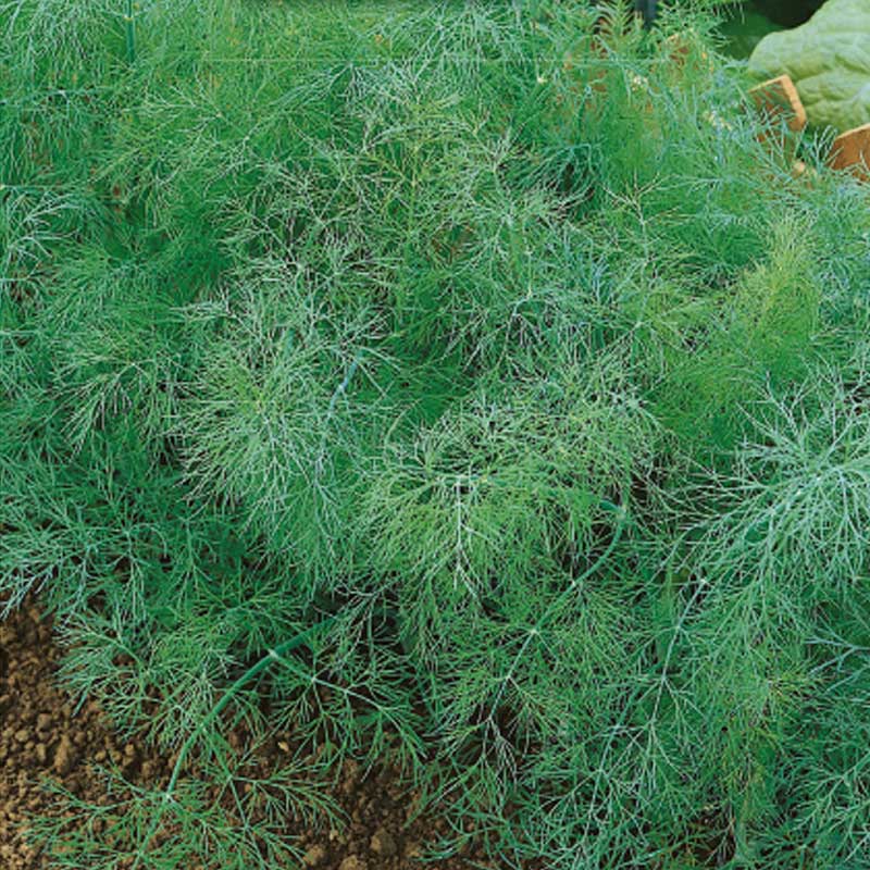 Dill 'Thalia'