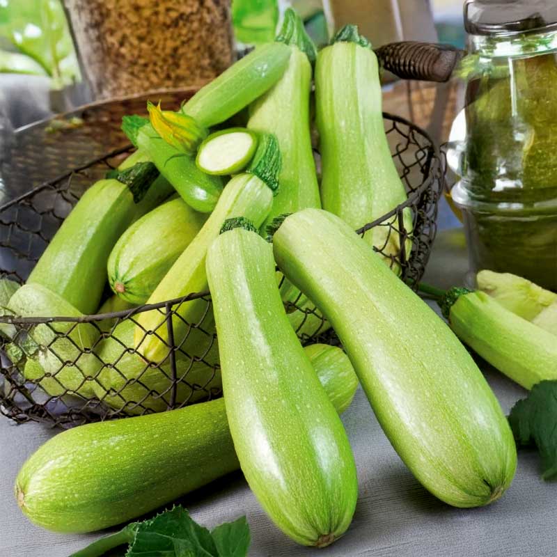 Zucchini 'Genovese'
