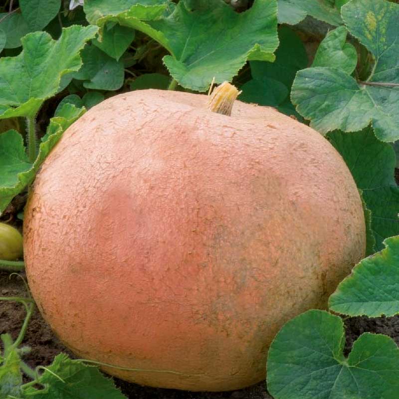 Kürbis 'Jaune Gros de Paris'