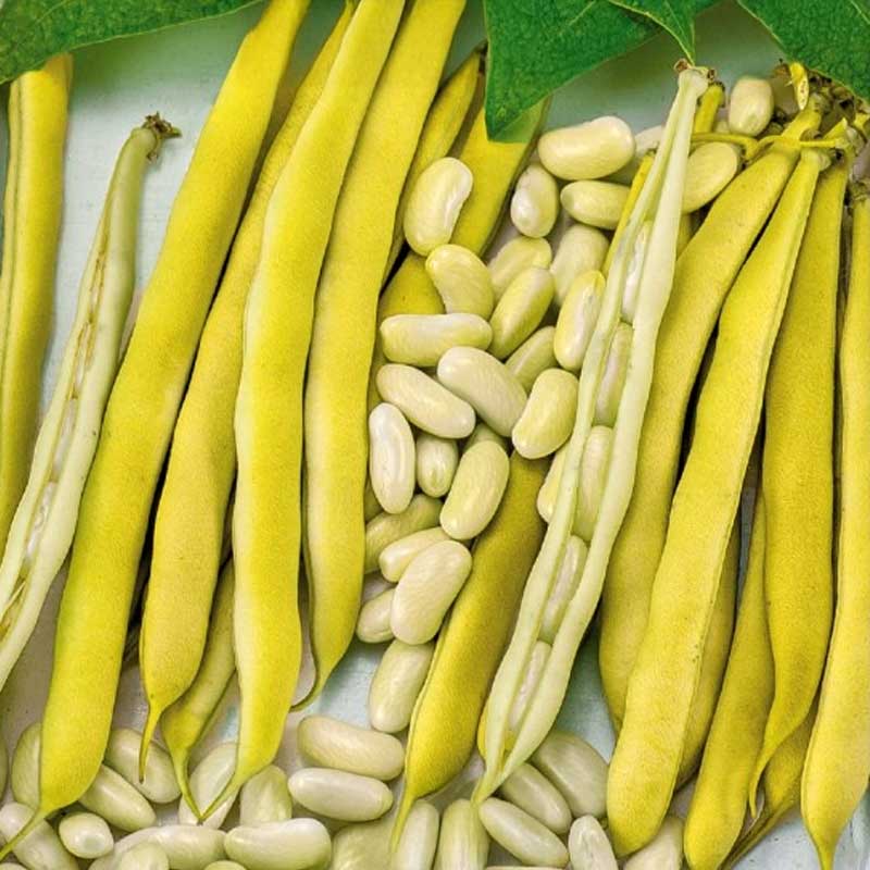 Trockenbohne 'Michelet à longue cosse'