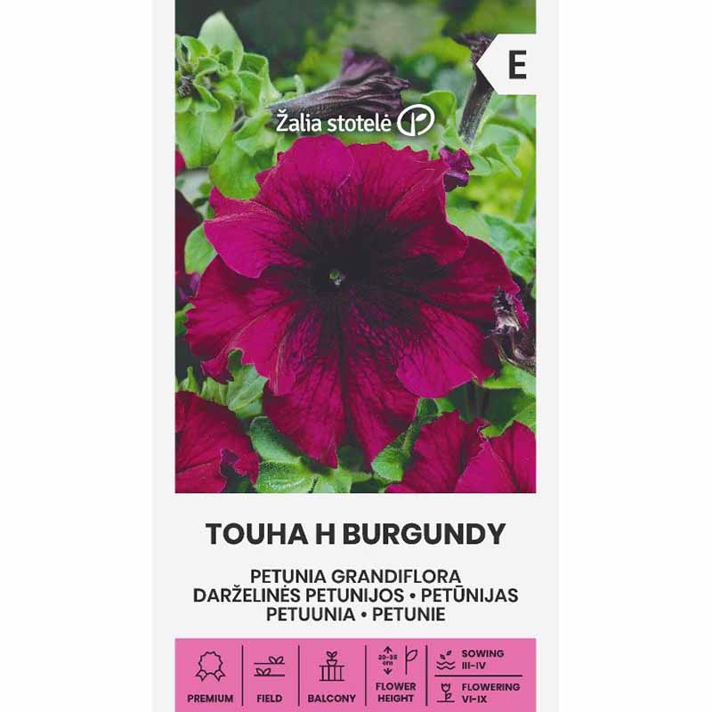 Duftpetunie 'Touha h burgundy'