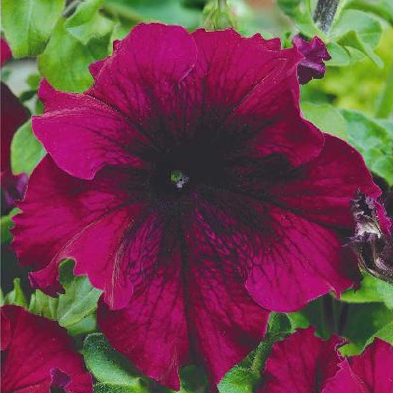 Duftpetunie 'Touha h burgundy'