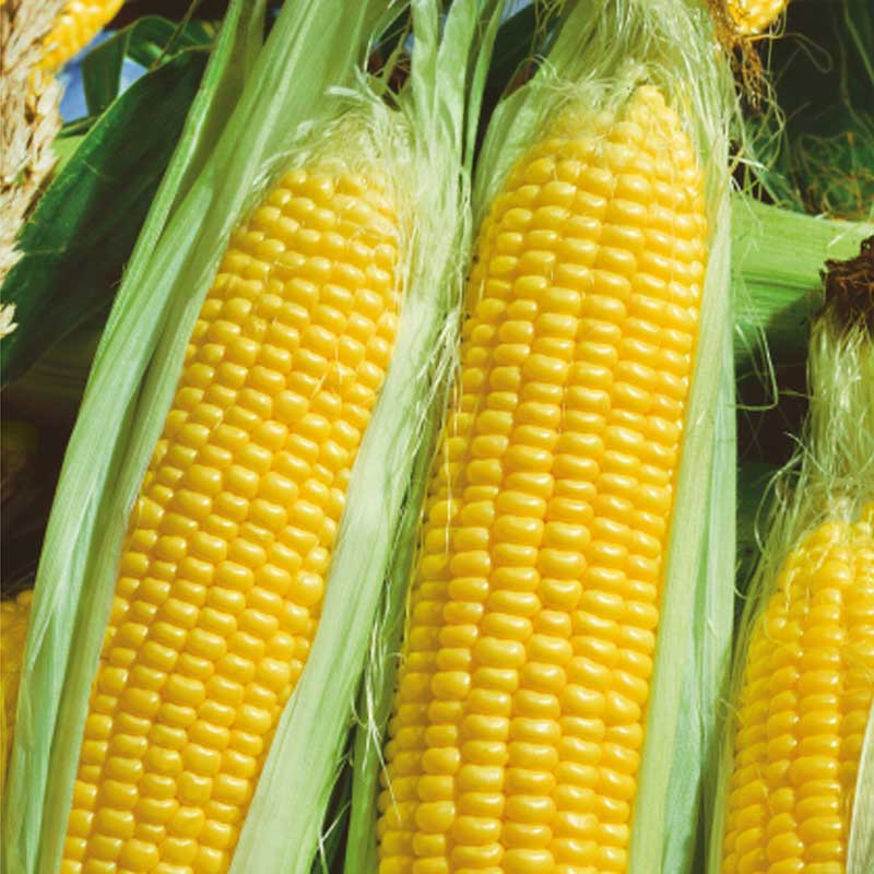 Zuckermais 'Golden Bantam'