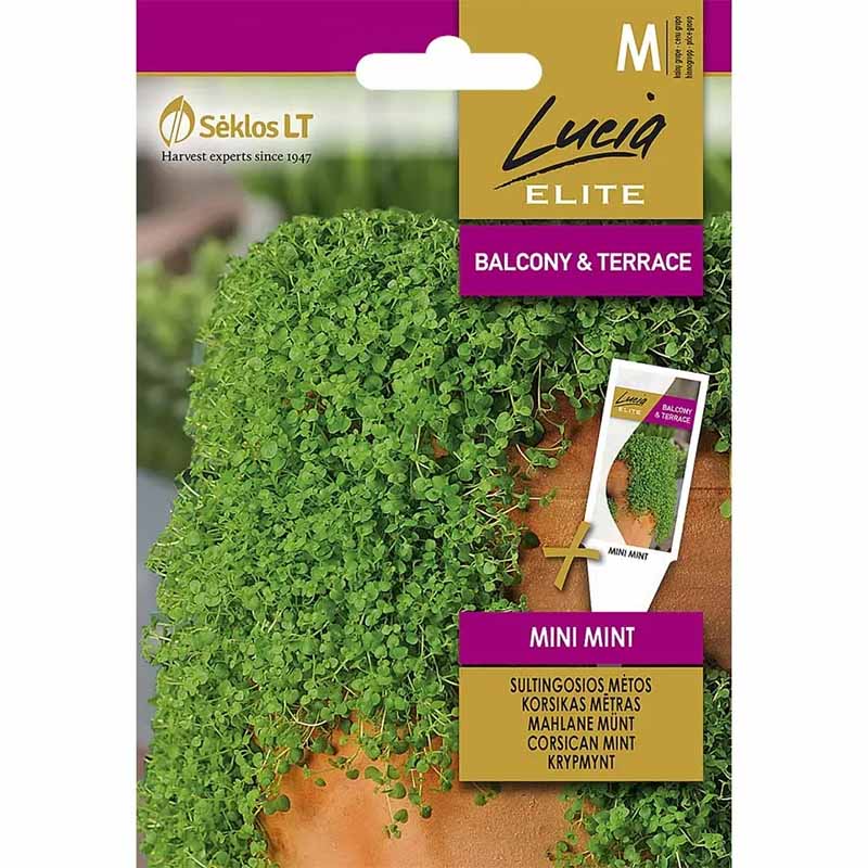 Kriechminze 'Mini mint'