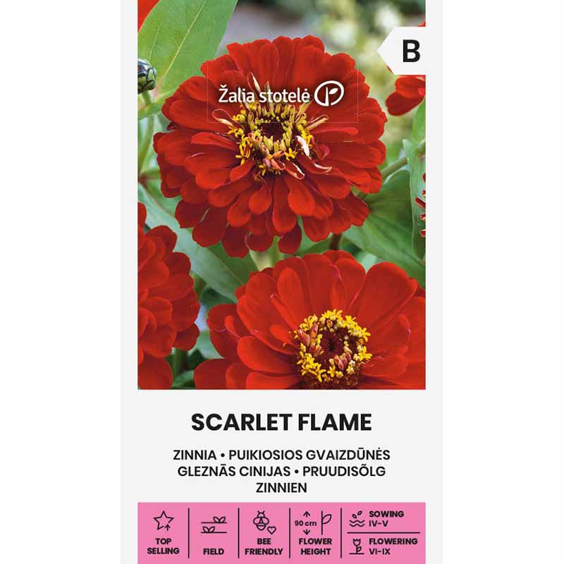 Zinnie 'Scarlet Flame'