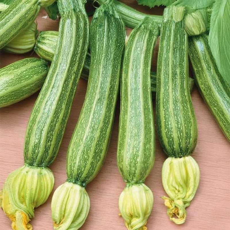 Zucchini 'Impero' H