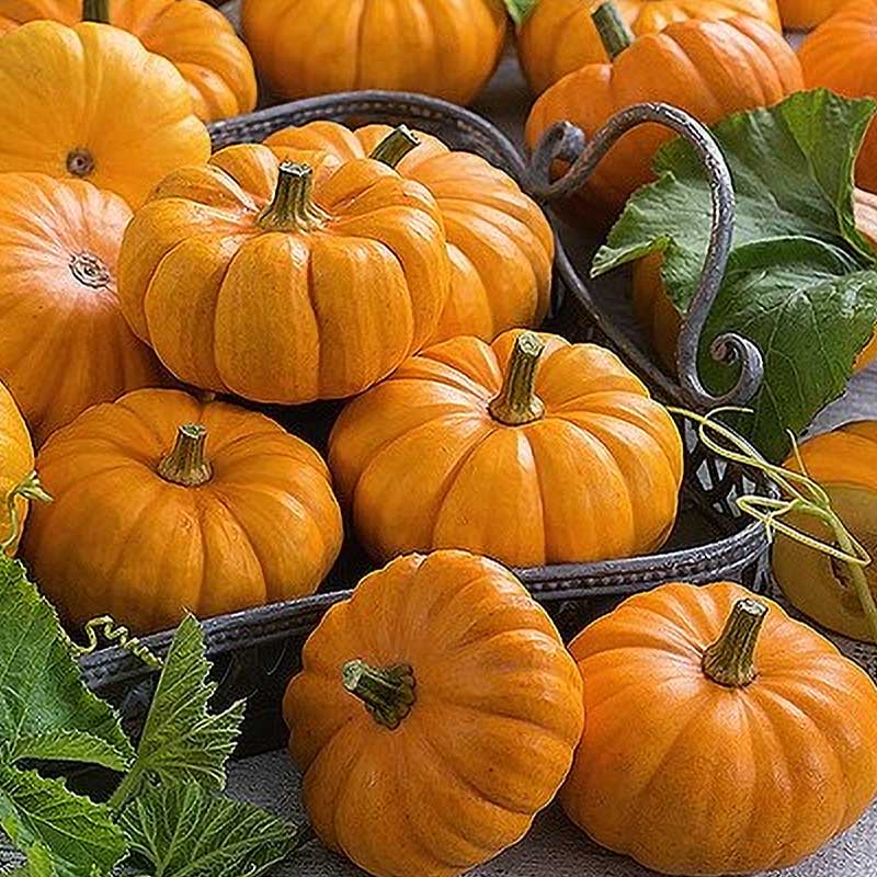 Zierkürbis 'Jack Be Little'