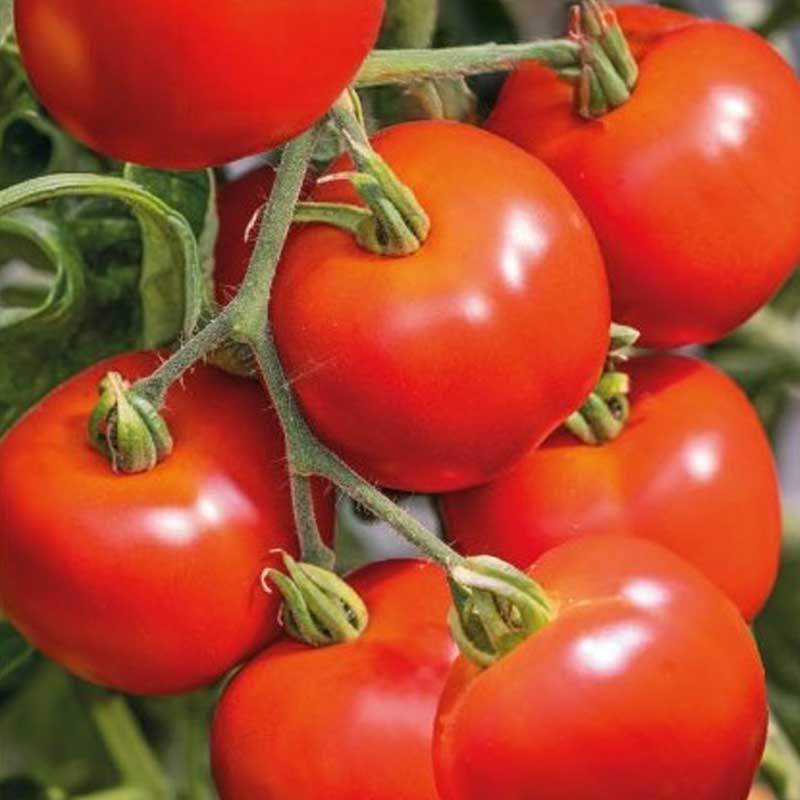 Tomate 'Crimson crush' H
