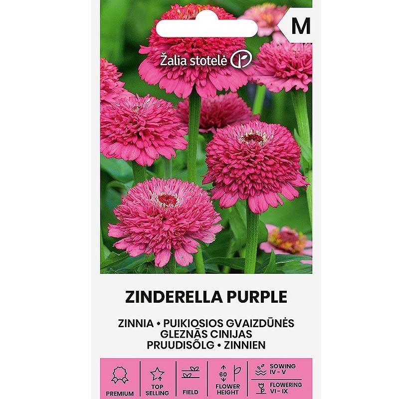 Zinnie 'Zinderella Purple'