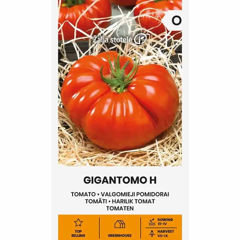 Tomate 'Gigantomo' H