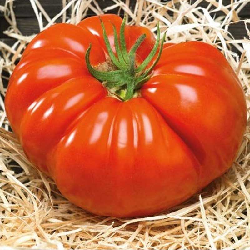 Tomate 'Gigantomo' H