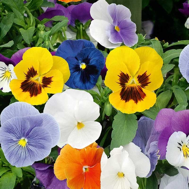 Stiefmütterchen 'Spring Stars'