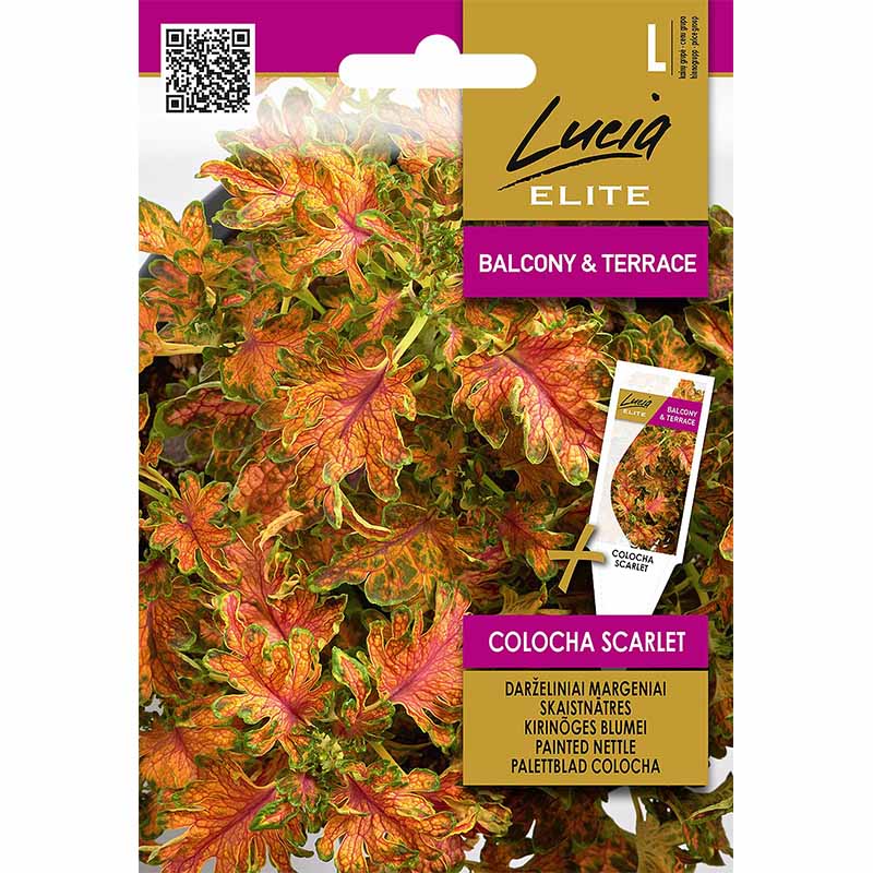 Buntnessel 'Colocha Scarlet'