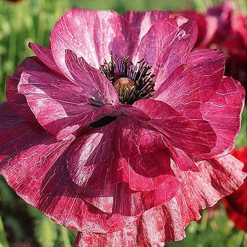 Mohn 'Pandora'