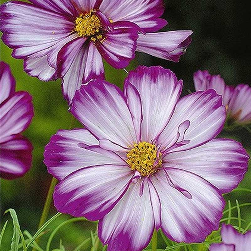 Cosmea 'Fizzy Rose Picotee'