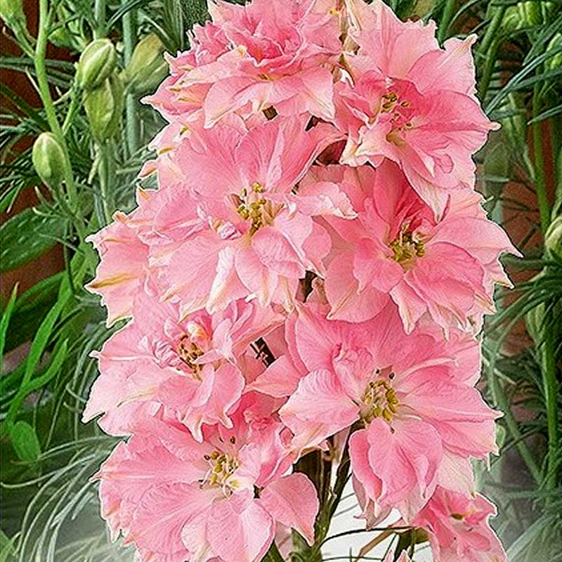 Rittersporn 'Rose Queen'