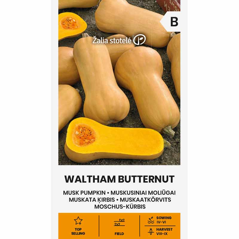 Moschuskürbis 'Waltham Butternut'
