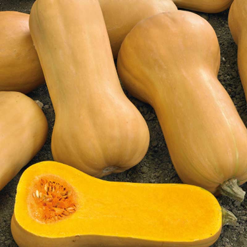 Moschuskürbis 'Waltham Butternut'