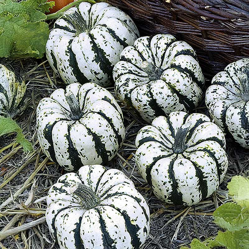 Kürbis 'Sweet Dumpling'