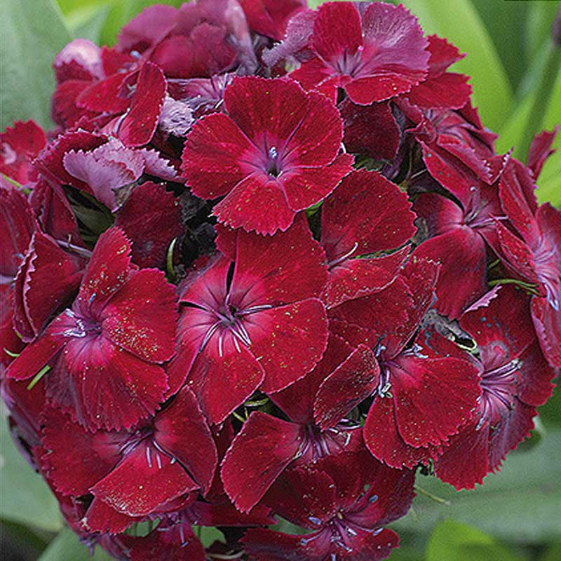 Bartnelke 'Oeschberg'