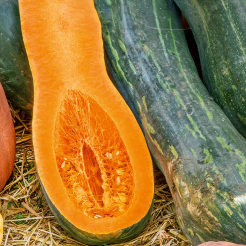 Moschuskürbis 'Naples Long'