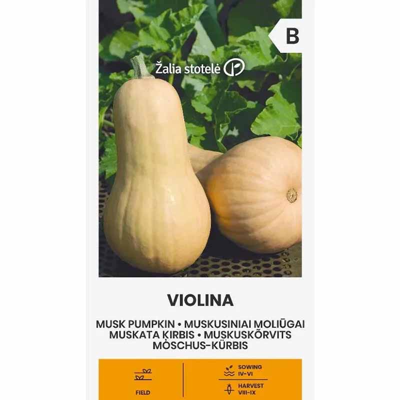 Moschuskürbis 'Violina'