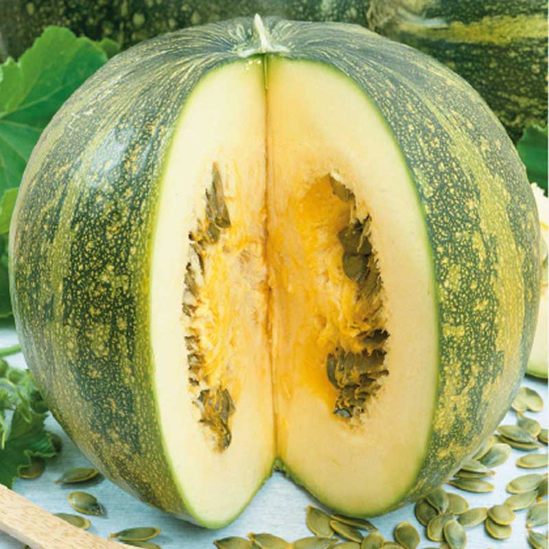 Zucchini 'Olga'
