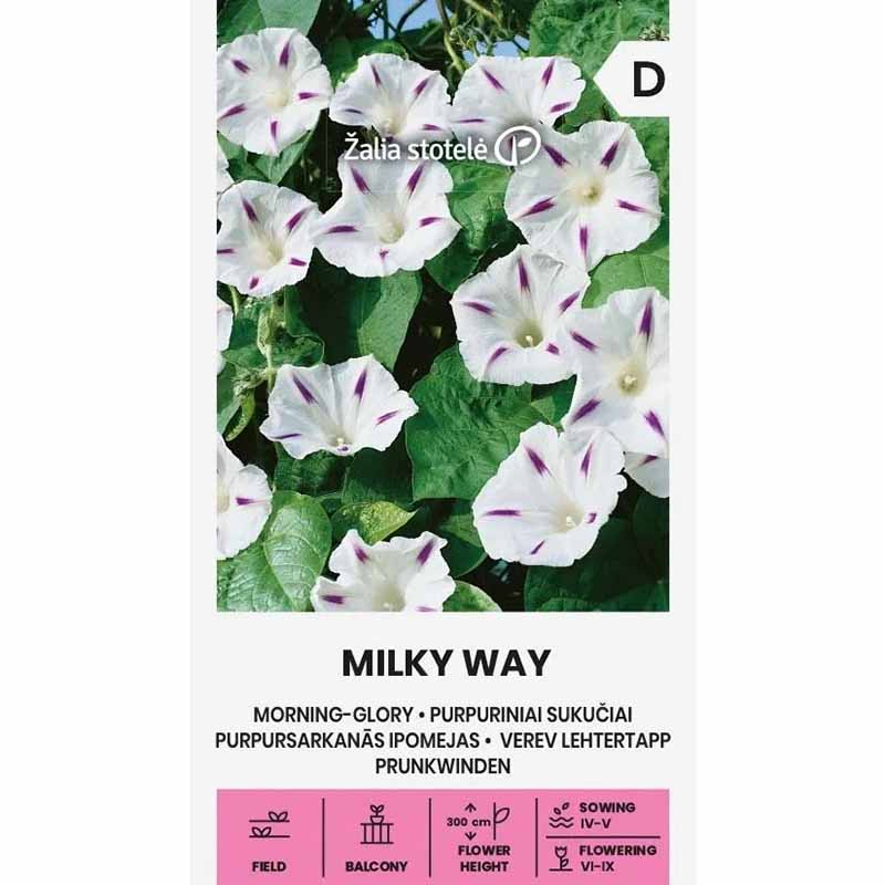 Prunkwinde 'Milky Way'