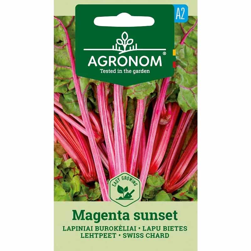 Mangold 'Magenta Sunset'