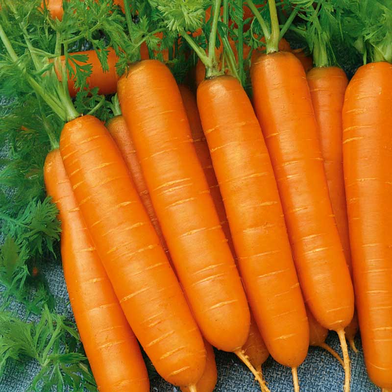Carrot 'Favorit'