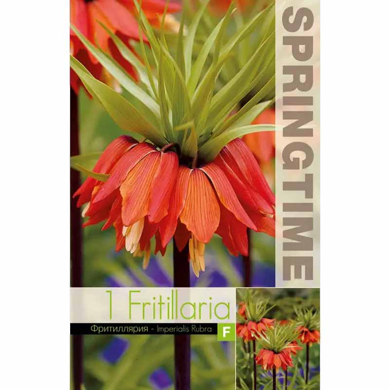 Rote Kaiserkrone 'Rubra'