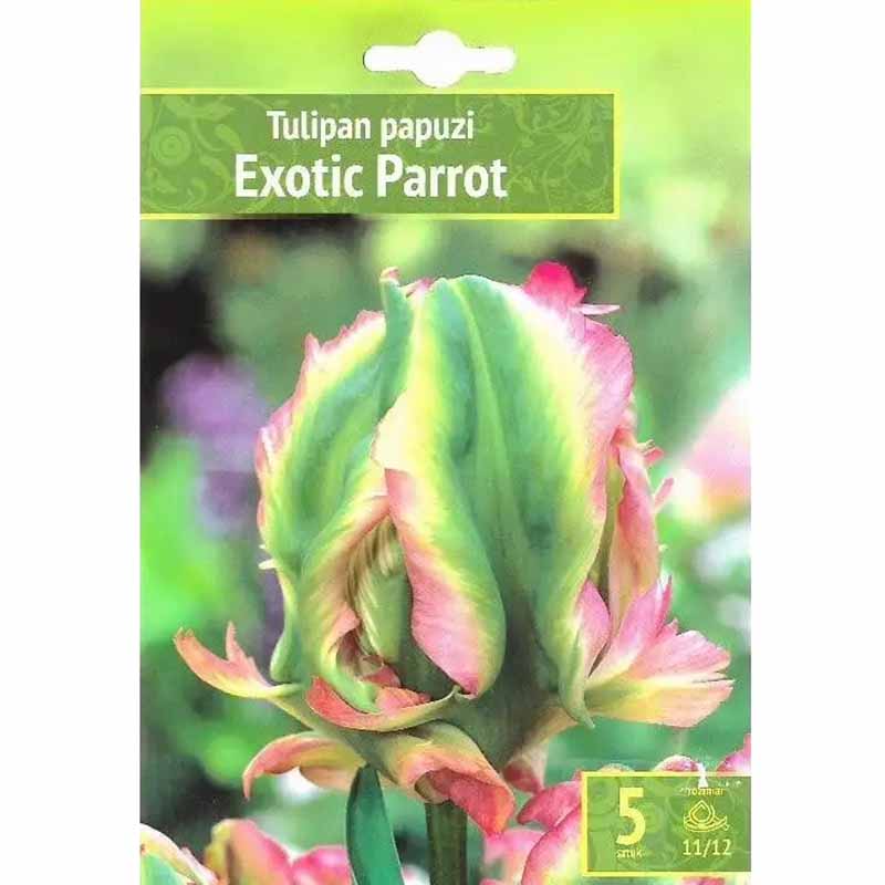 Papageientulpe 'Exotic Parrot'