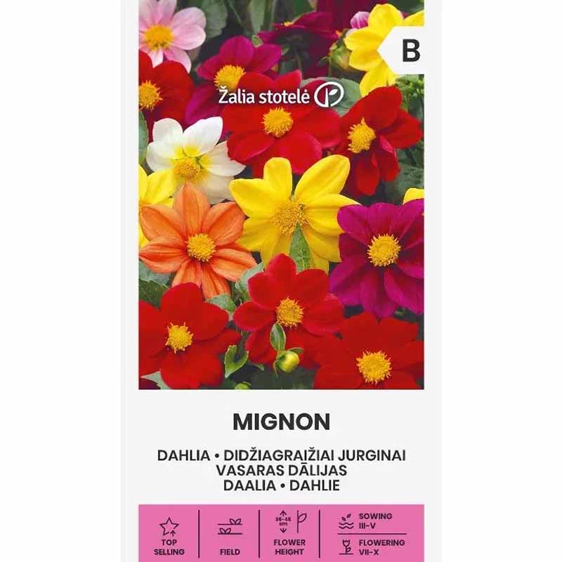 Dahlie 'Mignon'