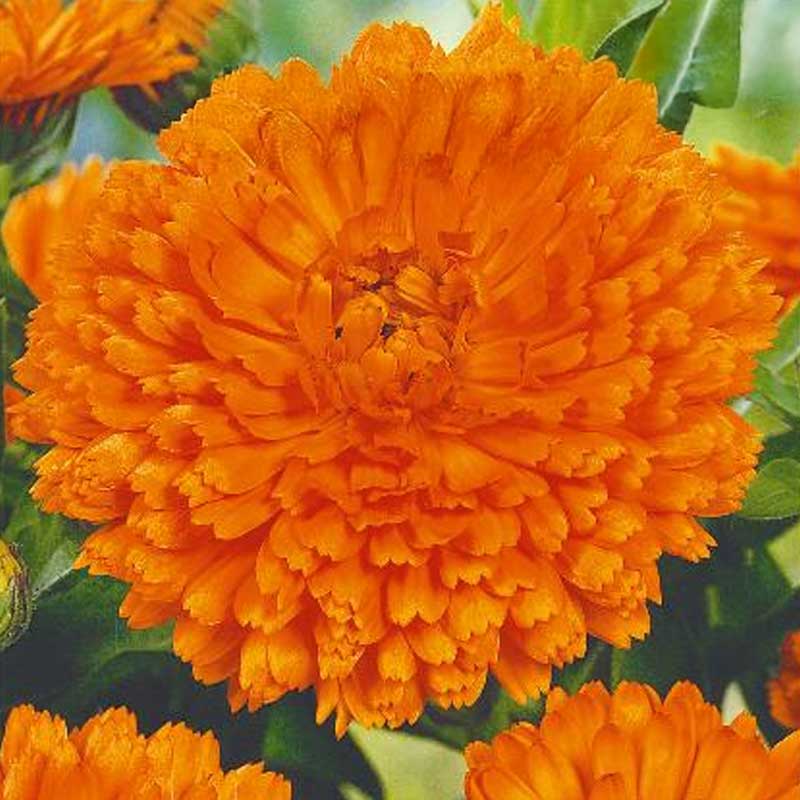Calendula 'Orange gitana'
