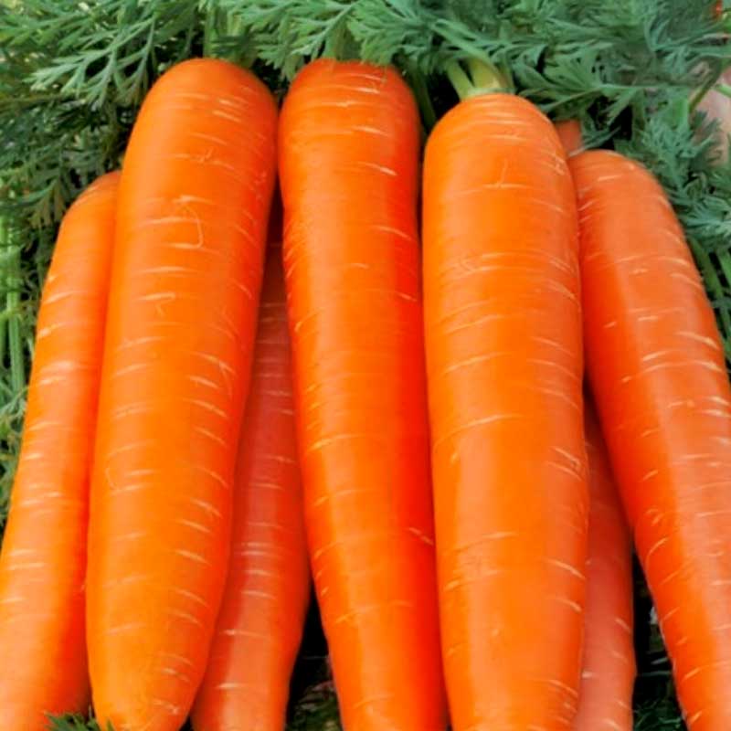 Möhre 'Karotela'