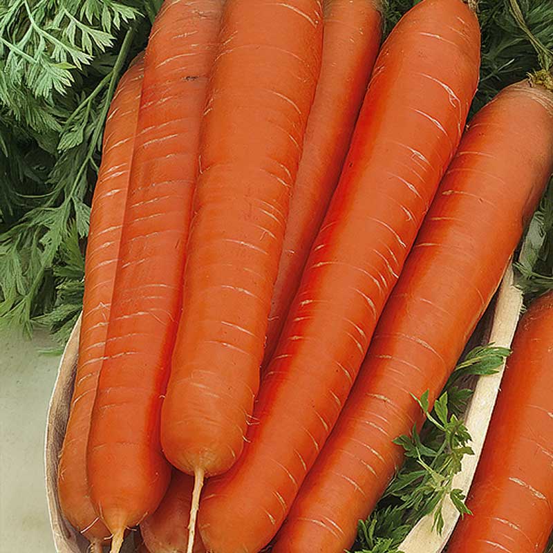 Möhre 'Karotina'