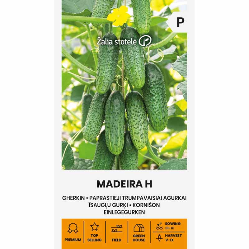 Gurke 'Maderira' H