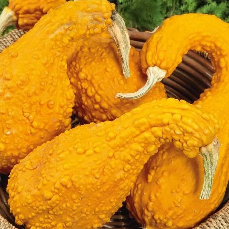 Kürbis 'GA GA GA' H